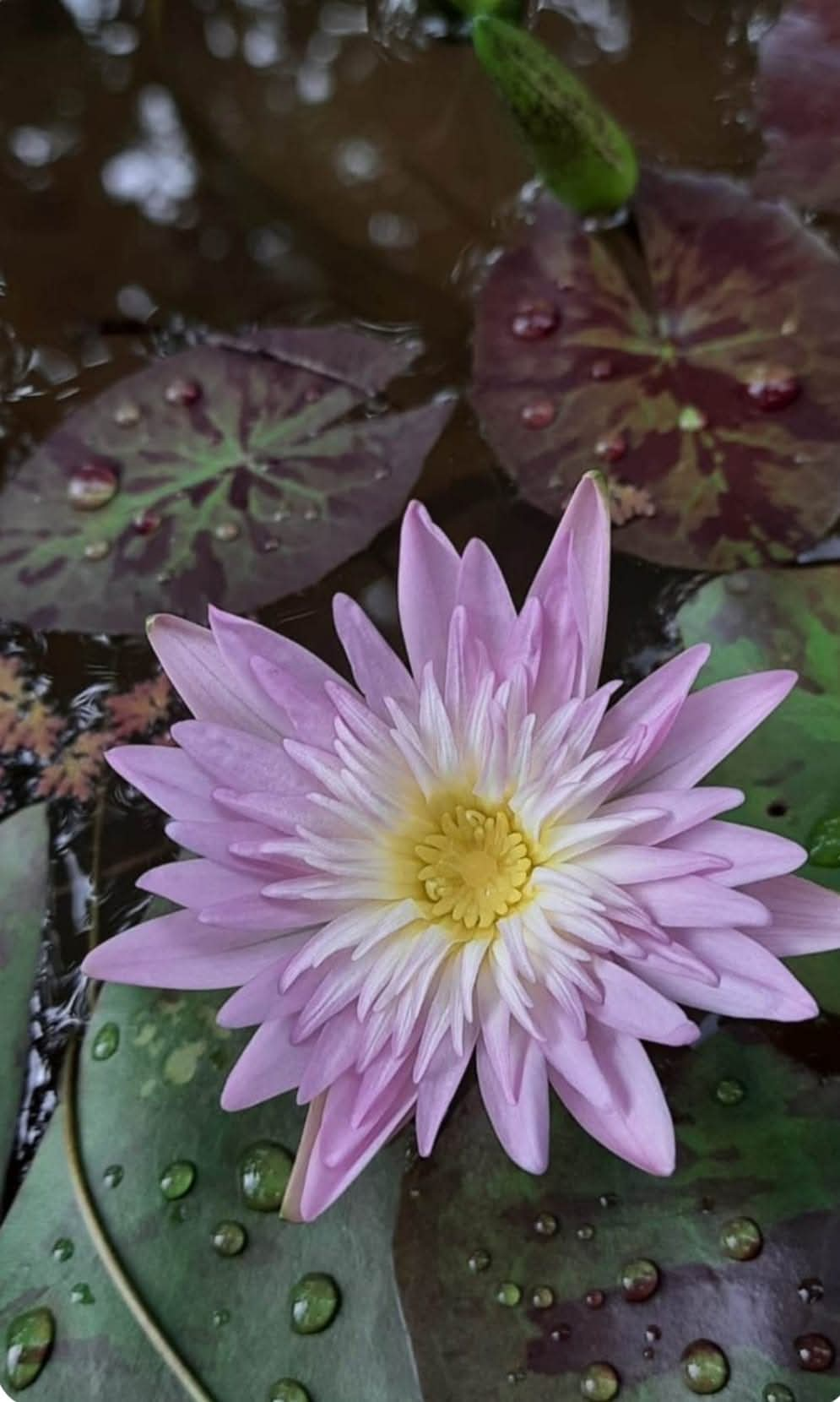 Aqua plants