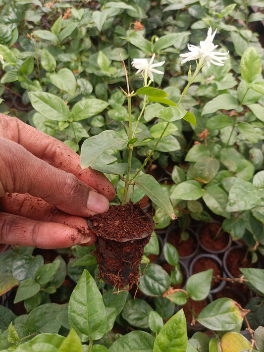 Arabian Jasmine Plant (Buy one get one free)